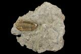 Mississippian Trilobite (Ameropiltonia) - Missouri #78001-1